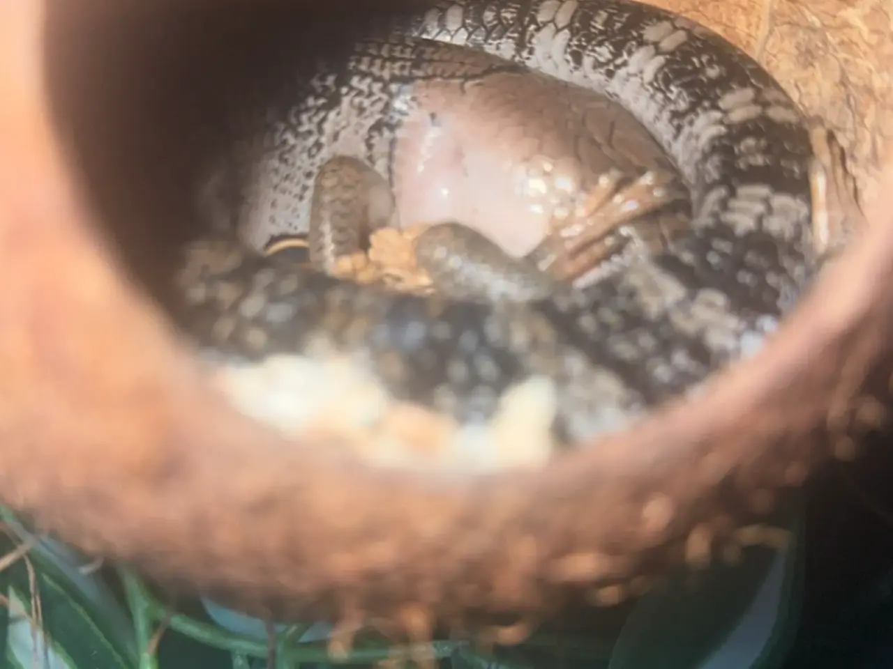 Billede 9 - Snegle skink