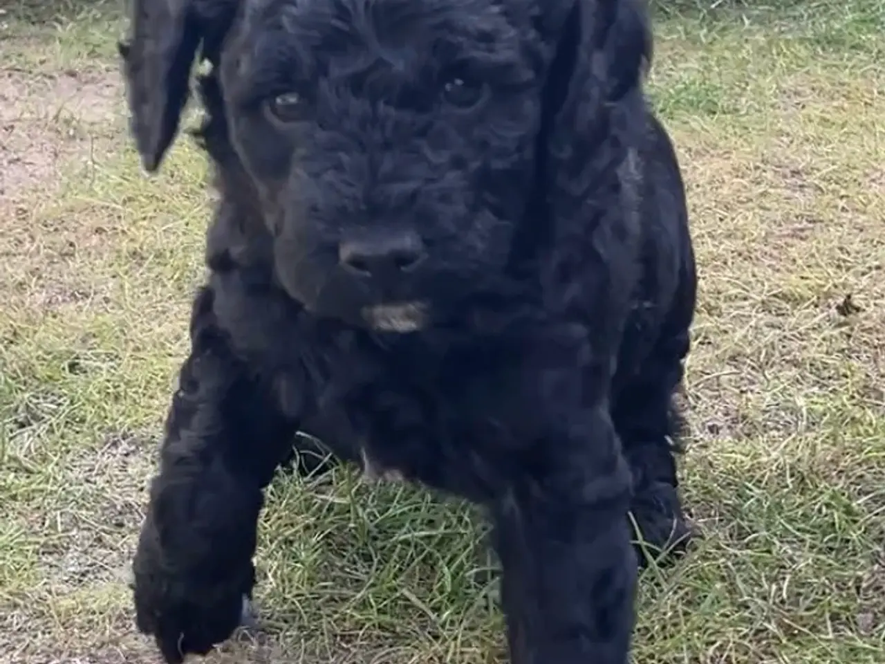 Billede 8 - Cavapoo f1b