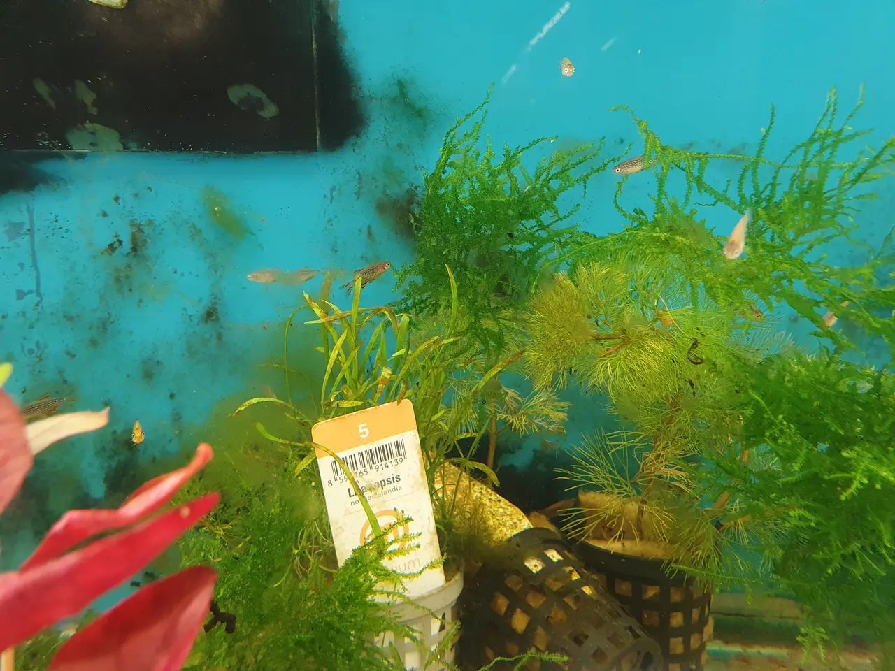 Billede 1 - 🌌🐟 GALAXY RASBORA TIL SALG 🐟🌌