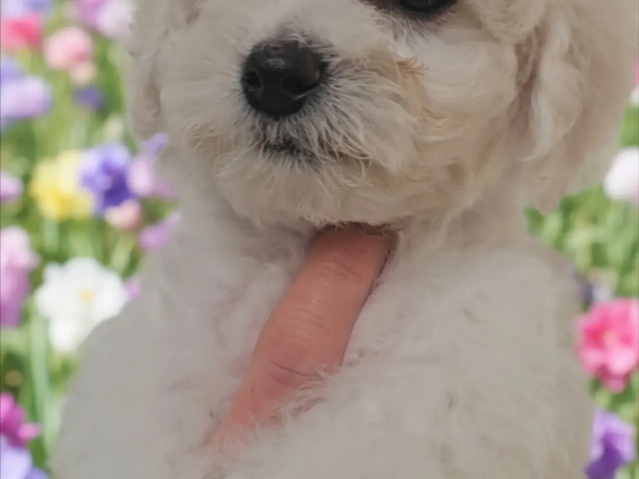 Billede 1 - Bichon Frise allergivenlige hvalpe