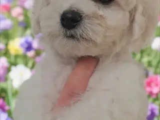 Bichon Frise allergivenlige hvalpe