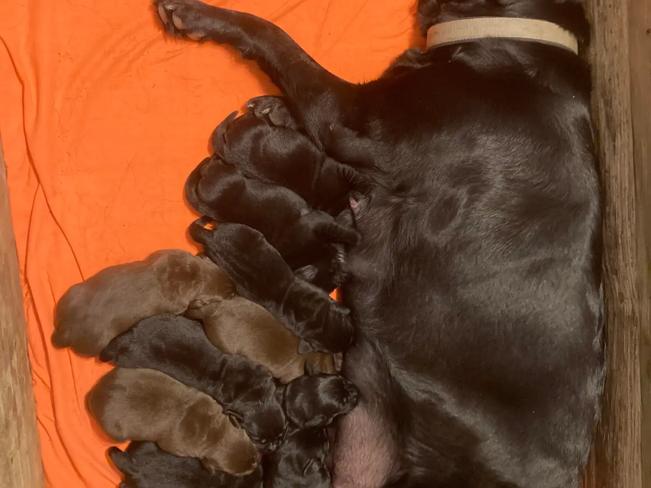 Billede 1 - Labrador hvalpe