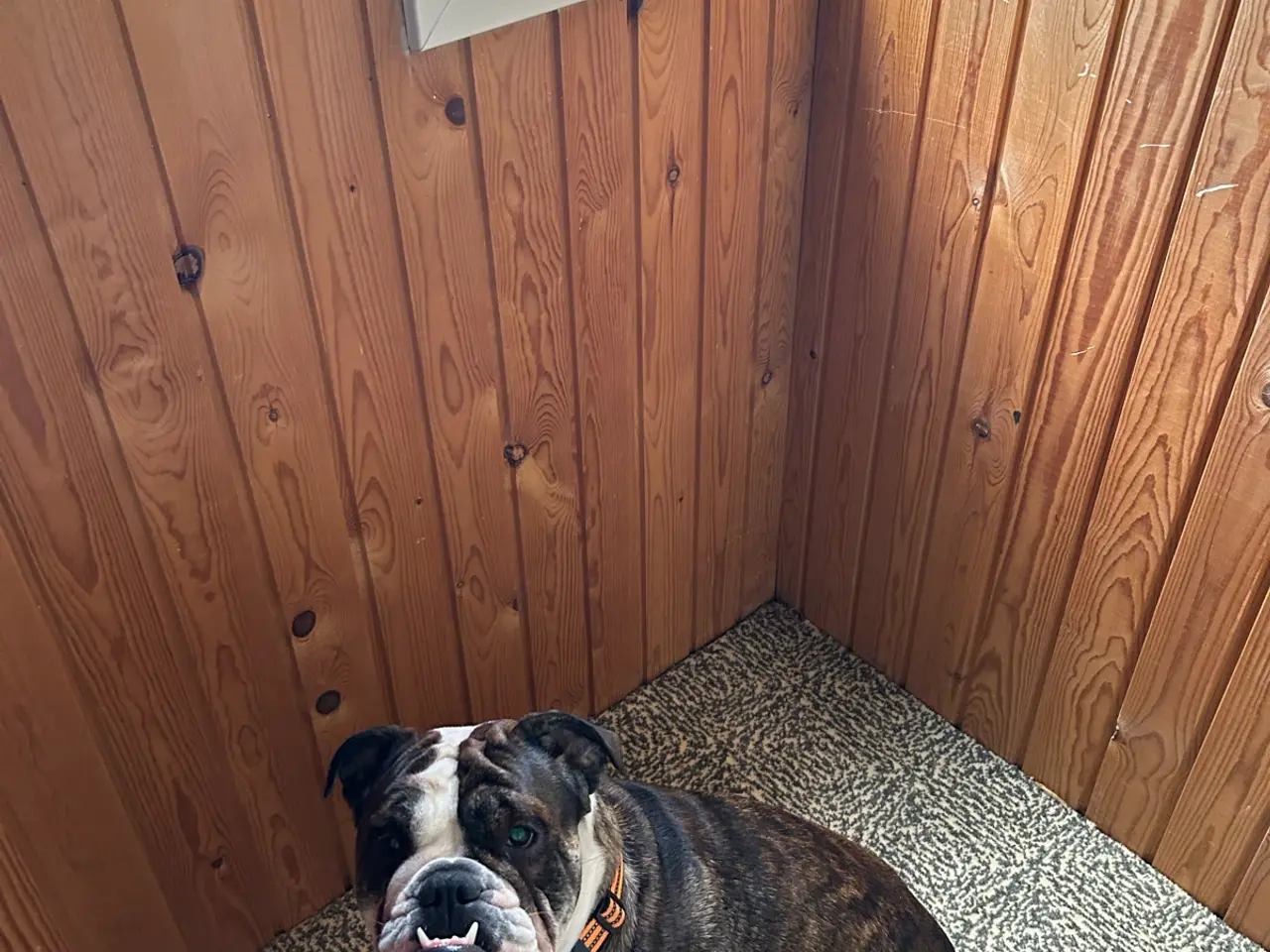 Billede 7 - Engelsk bulldog