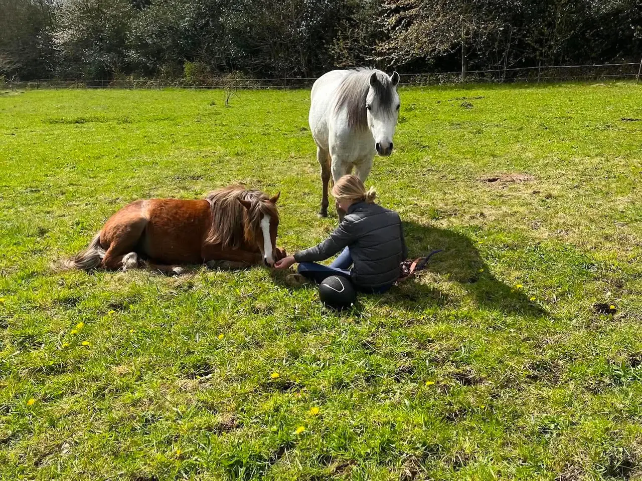 Billede 2 - Pony kat.3