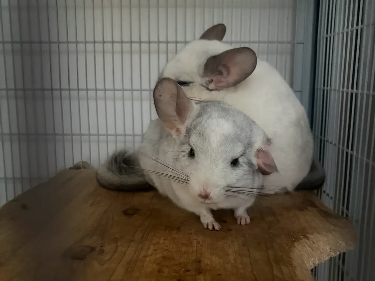 Billede 1 - Chinchilla 2 hanner
