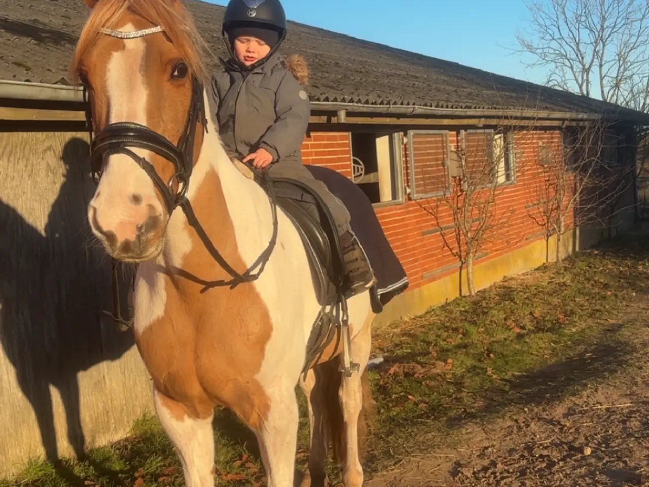 Billede 7 - Perfekt junior hest/ luksus kone hest ❤️ - Mor og
