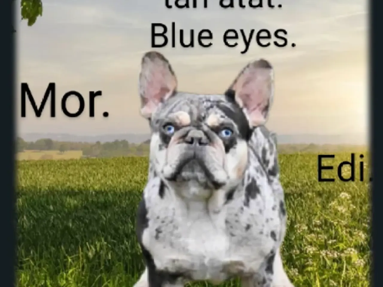 Billede 15 - Fransk Velvet bulldog dreng.