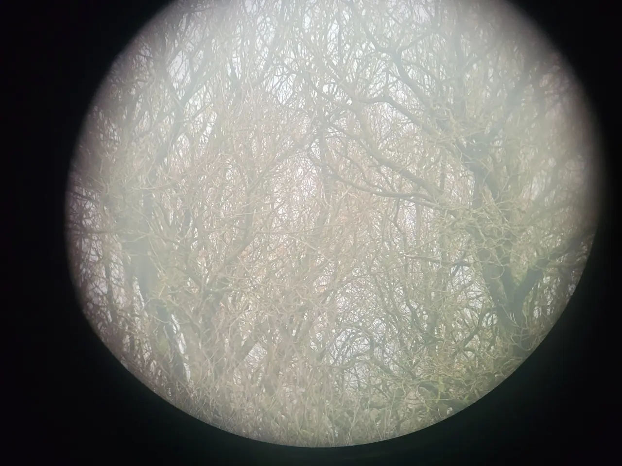 Billede 9 - Astrola kikkert 7x50 