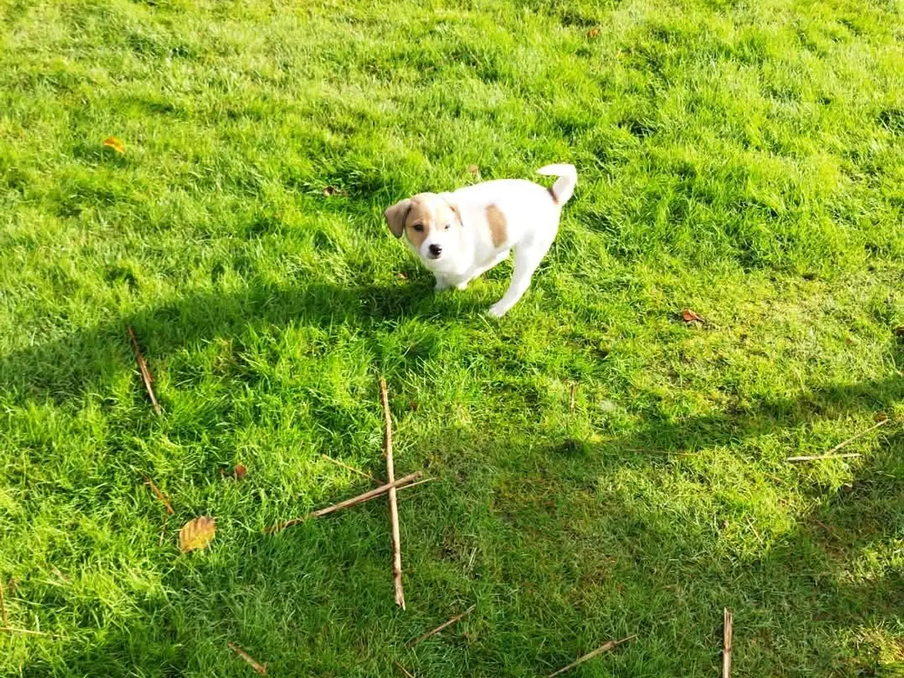 Billede 12 - Dansk svensk gårdhund hvalp