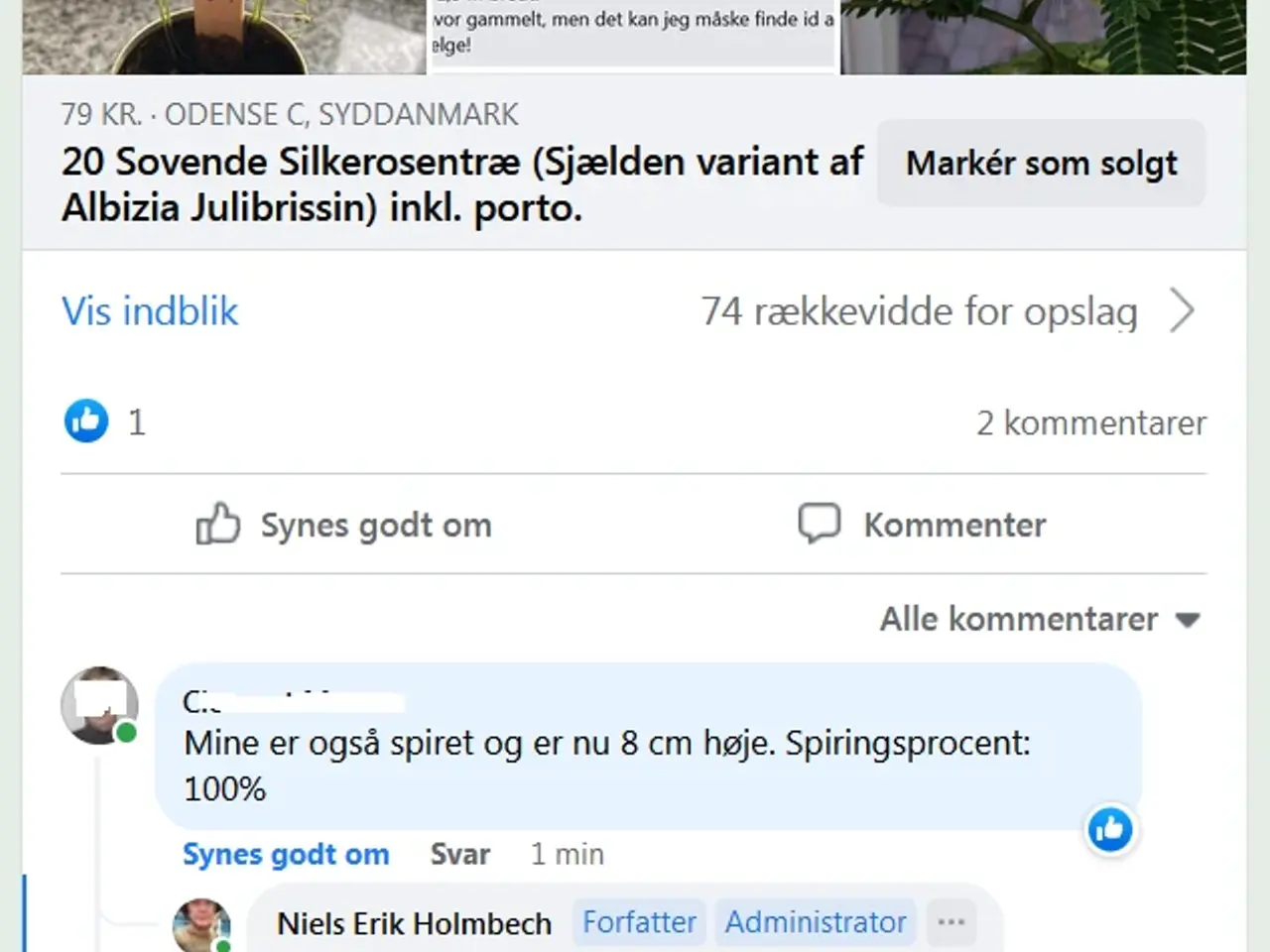 Billede 11 - 30 Sovende Silkerosentræ 