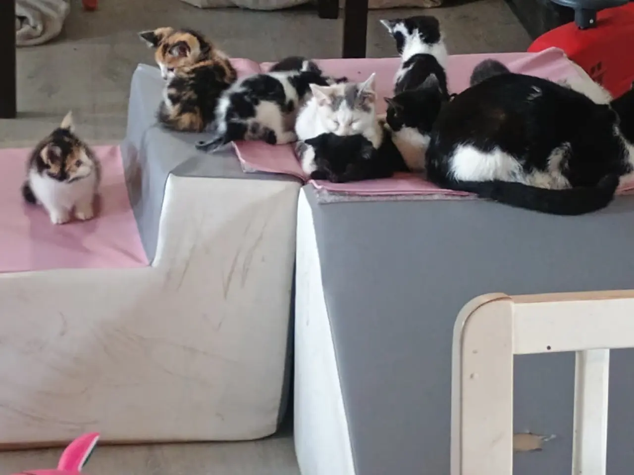Billede 1 - Killinger til salg