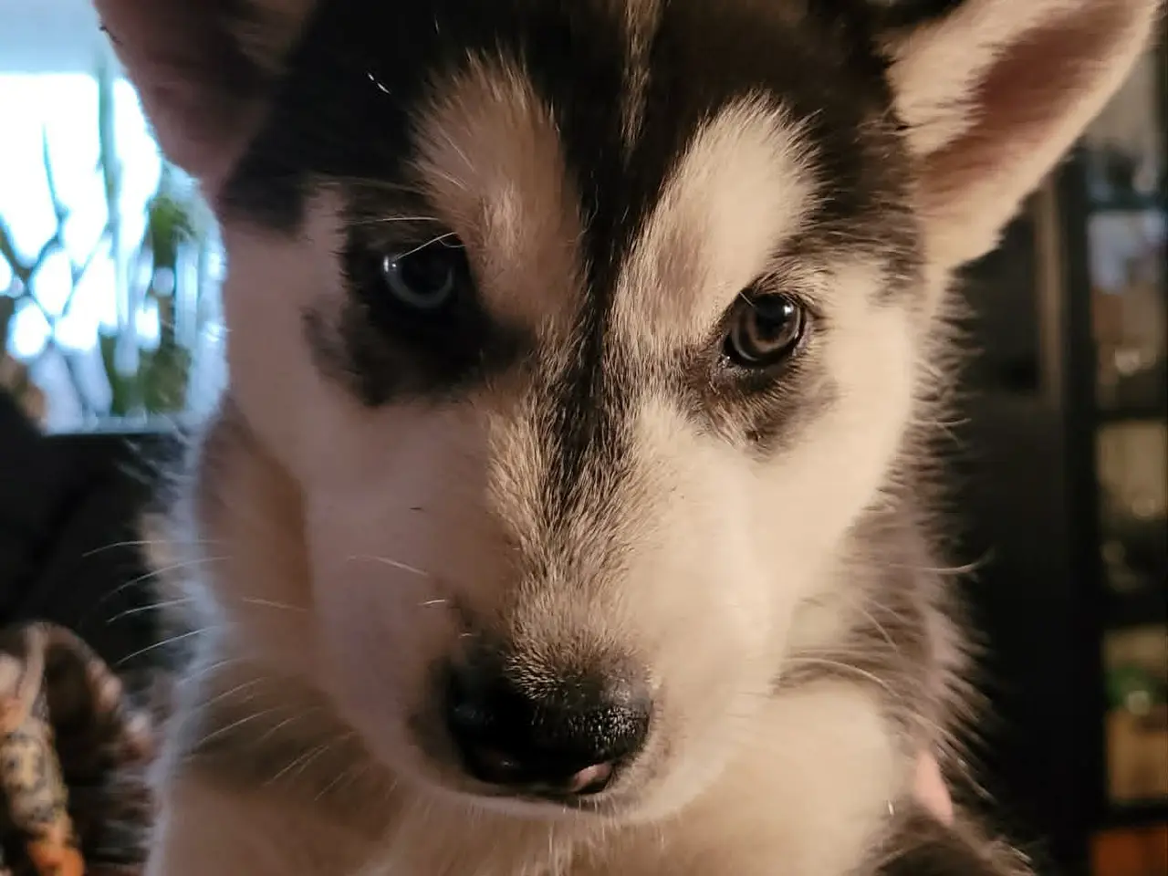 Billede 2 - husky hvalpe