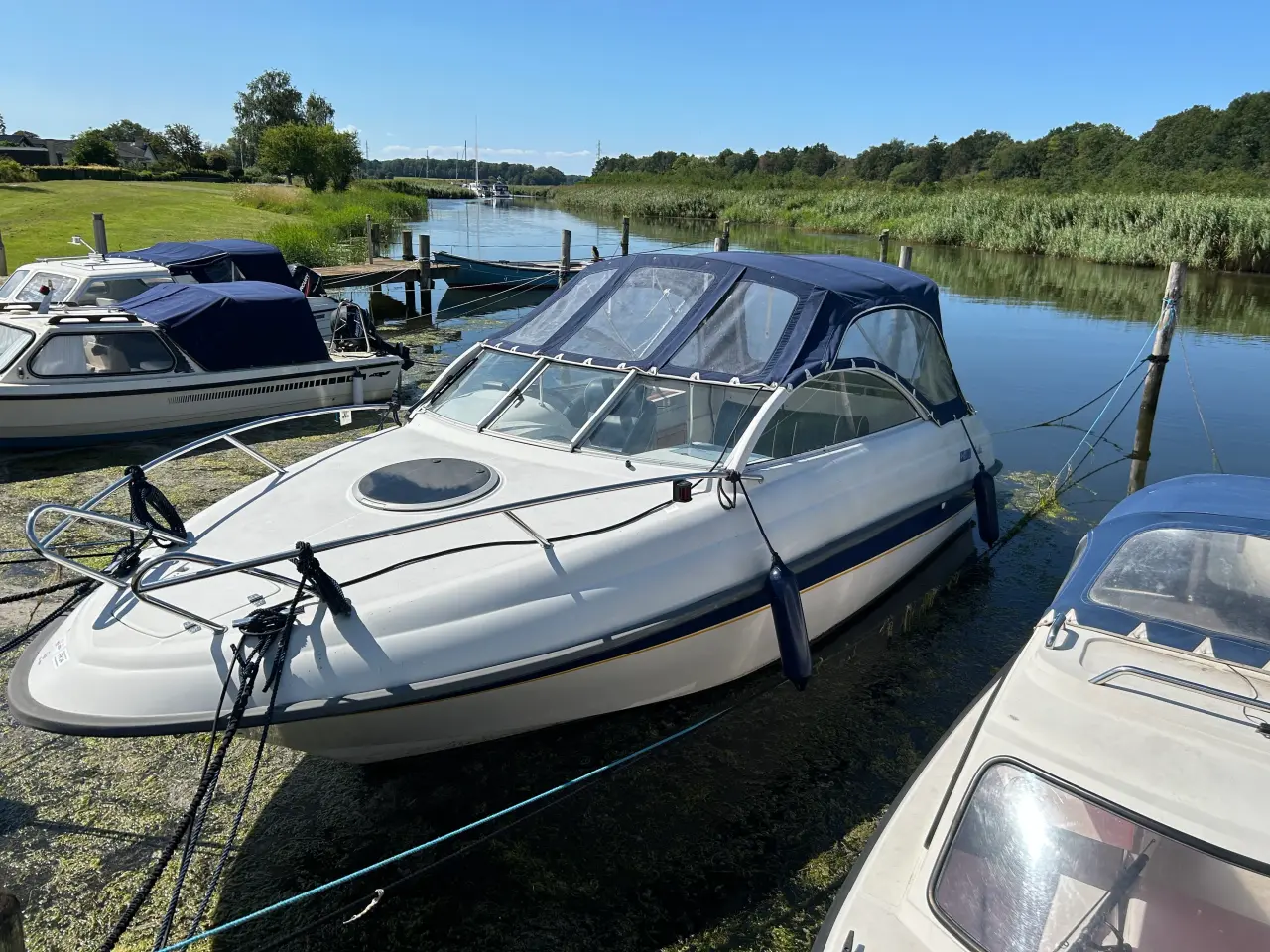 Billede 1 - Askeladden Beetle 645