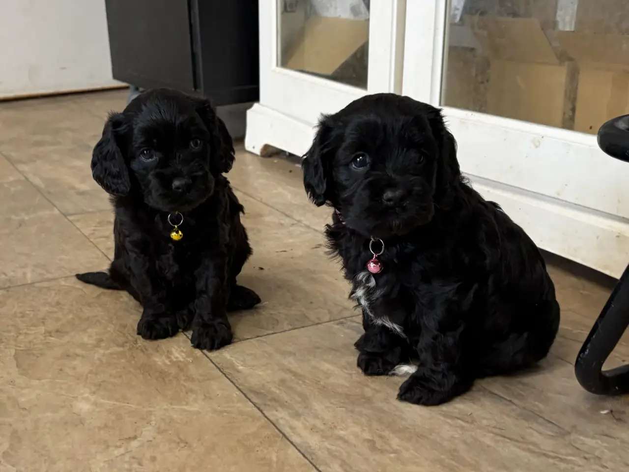 Billede 5 - De smukkeste F1 Cavapoo babyer