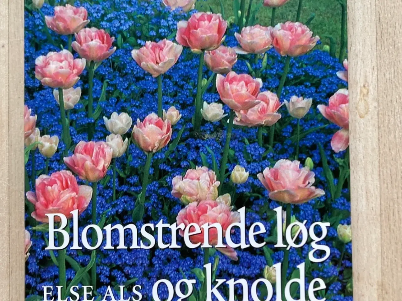 Billede 1 - Blomstrende løg og knolde, Else Als