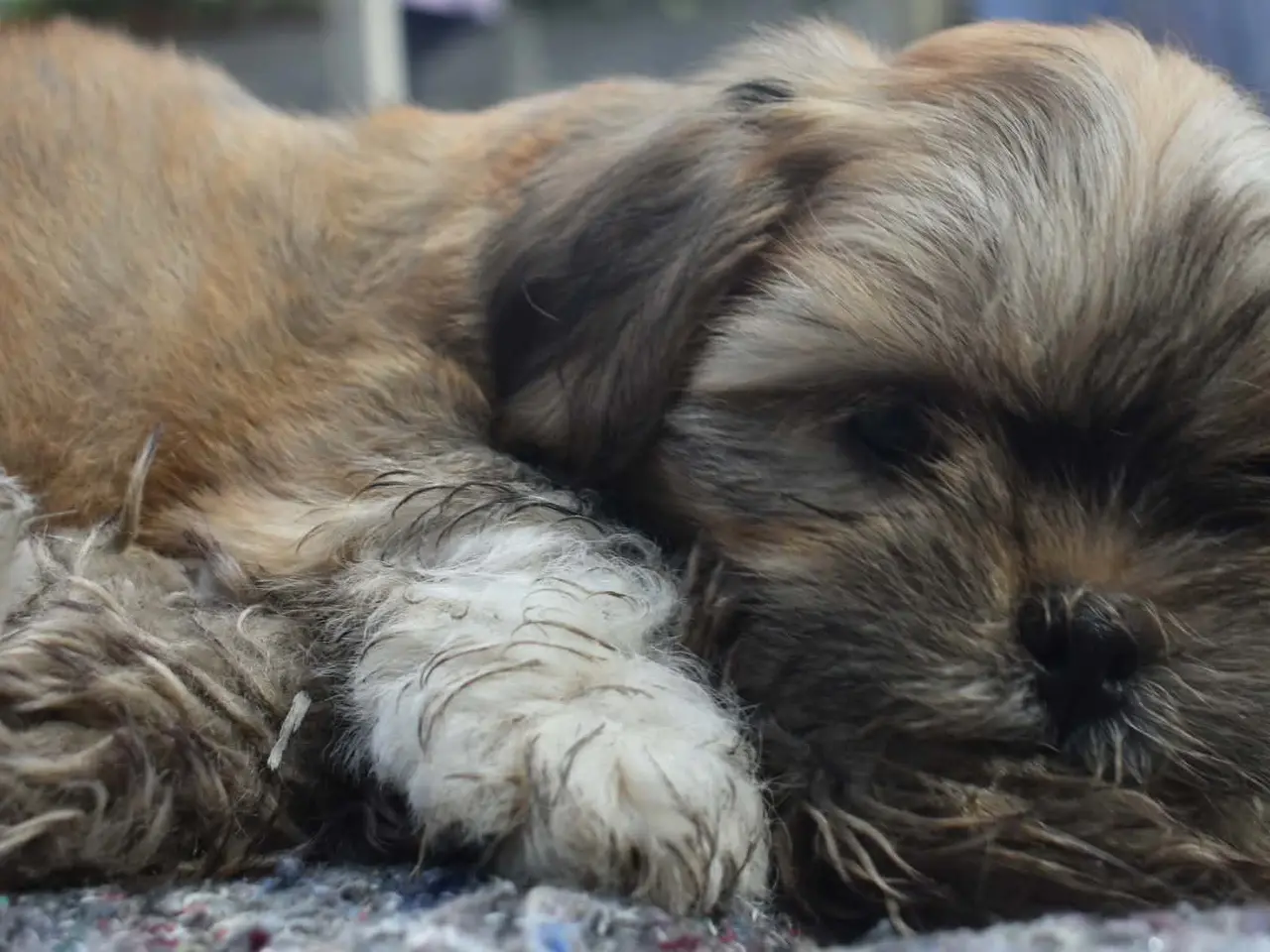 Billede 10 - Skønne Lhasa apso tæver med DKK stamtavle 