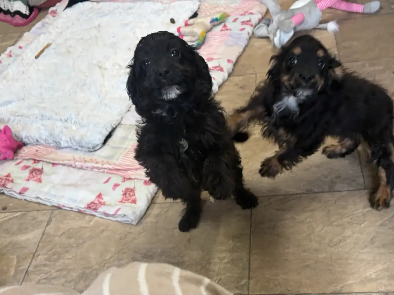 Billede 16 - Små virkelig fine mini Cavapoo babyer