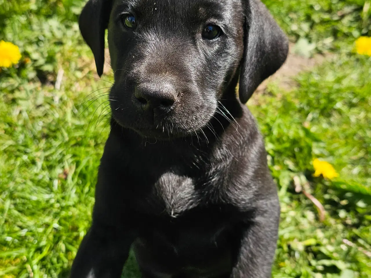 Billede 1 - Labrador Retriever jagthvalpe med DKK stamtavle – 