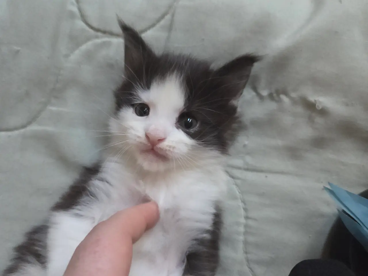 Billede 2 - Maine coon pige 