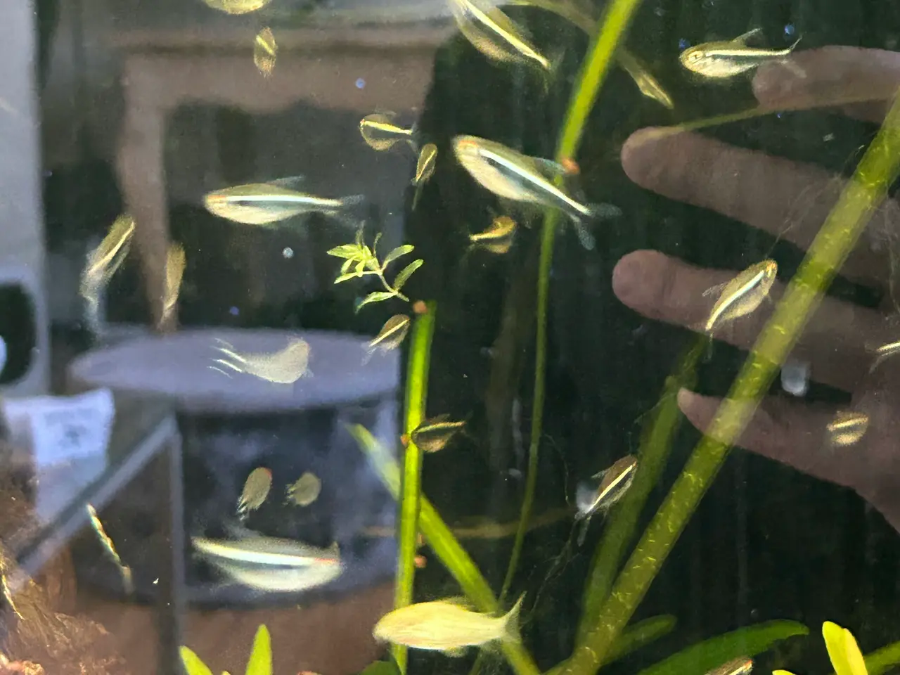 Billede 6 - 🐟🖤 Sorte neonfisk – flotte stimefisk