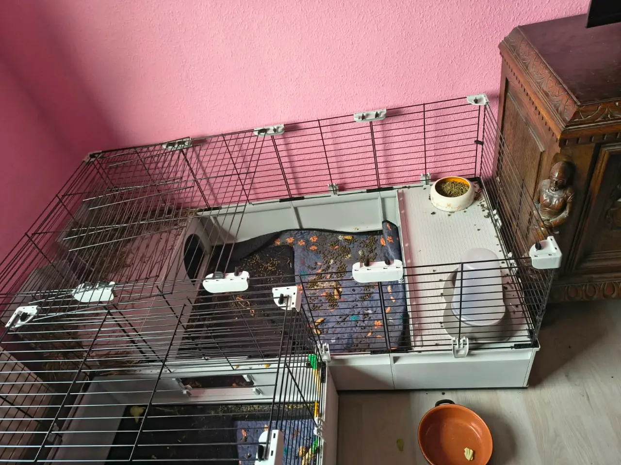 Billede 4 - Mini lop kaniner