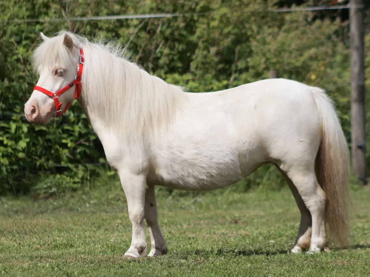 Billede 1 - Cremello broget shetlandspony hoppe, mini str.