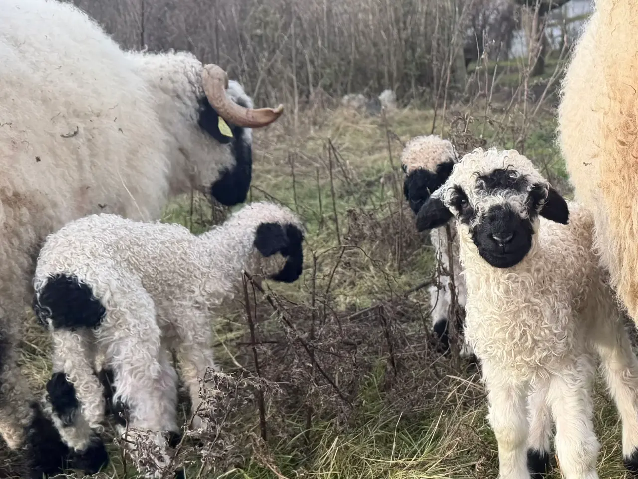Billede 1 - 2 vædder lam valais blacknose