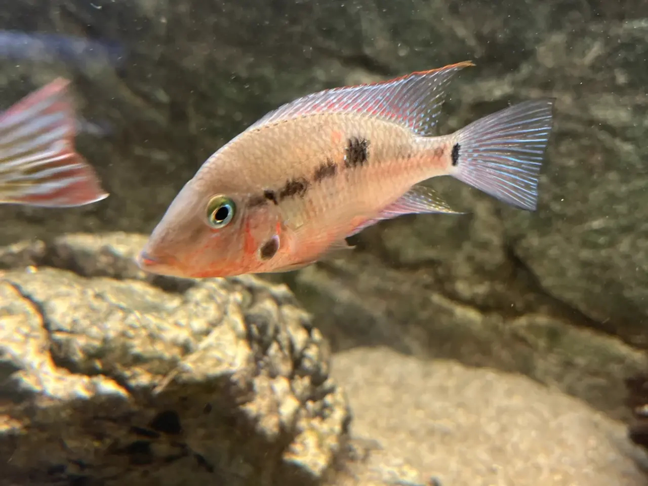 Billede 3 - Rødstrubet Cichlide / Firemouth Cichlid.