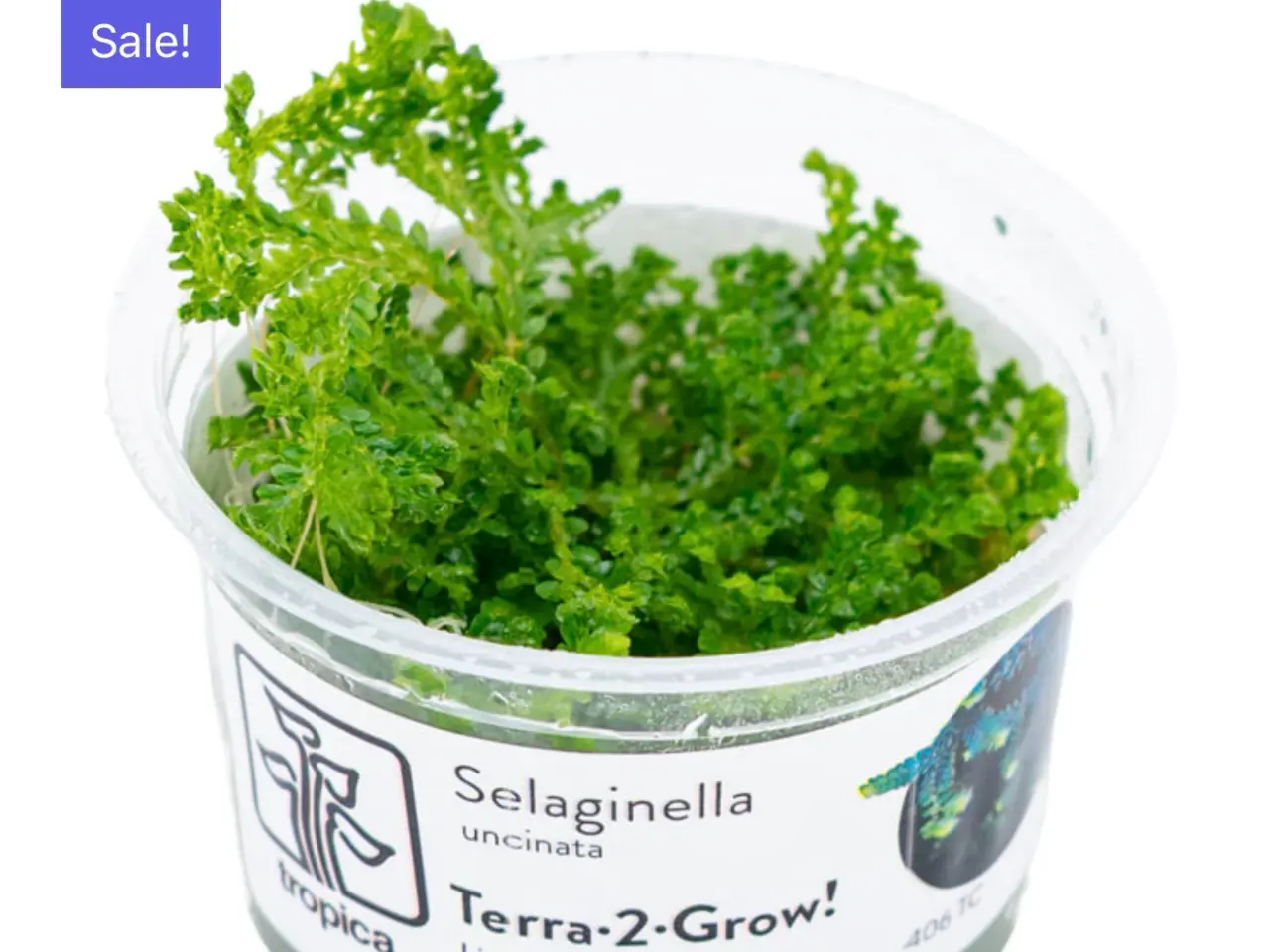 Billede 14 - 1.2 grow akvarieplante uden snegle