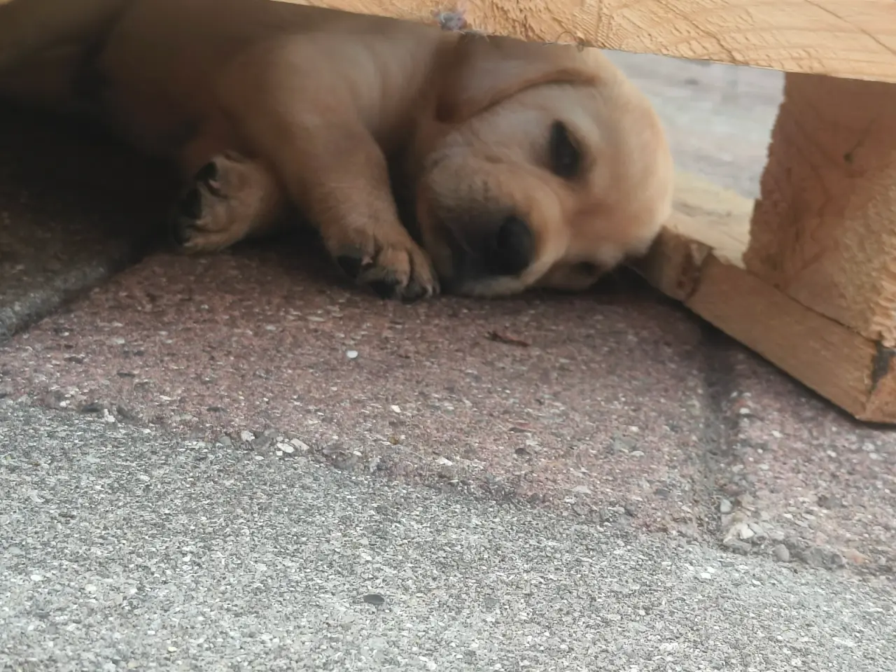 Billede 5 - Gule labrador hvalpe 