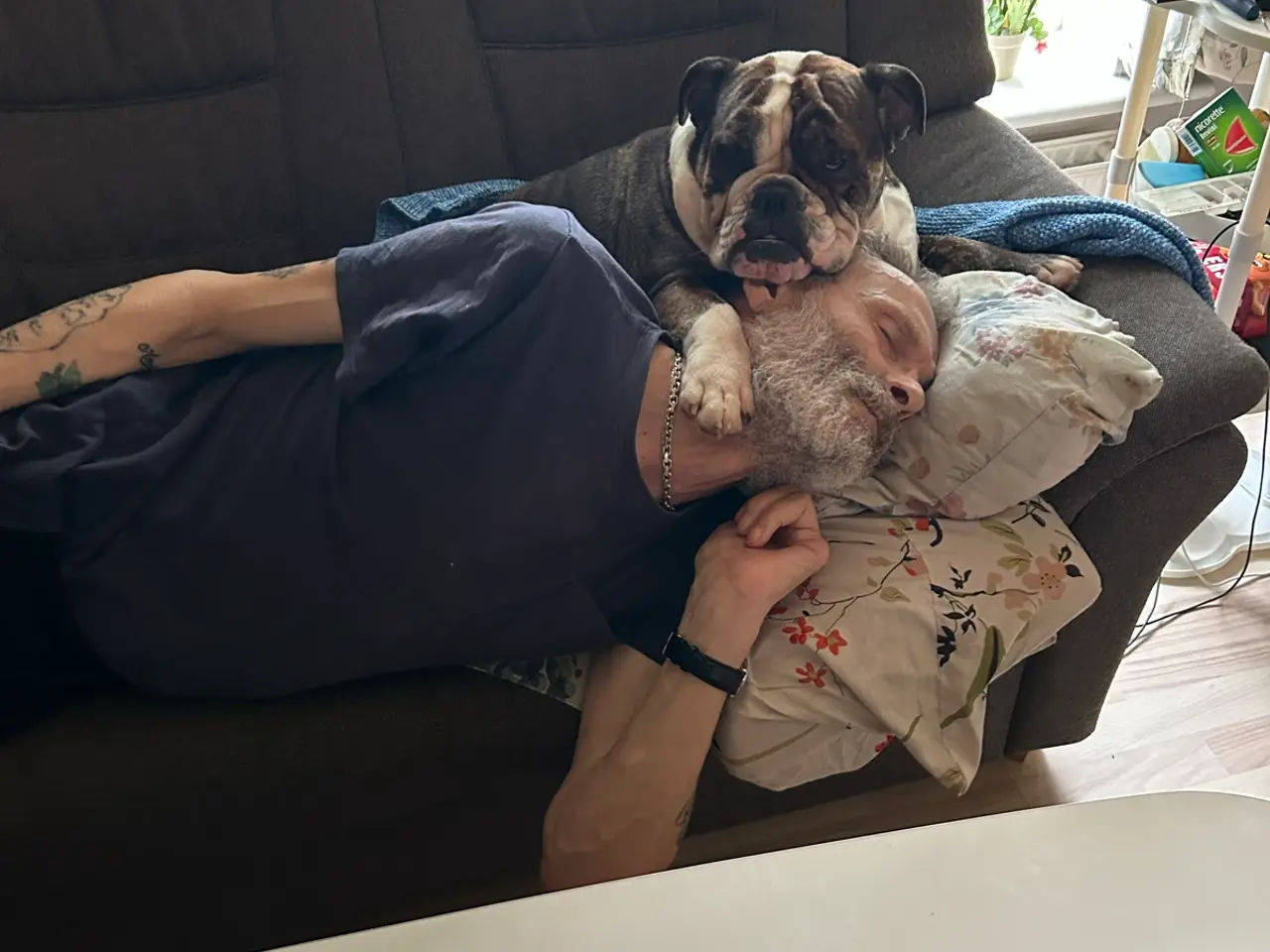Billede 2 - Engelsk Bulldog