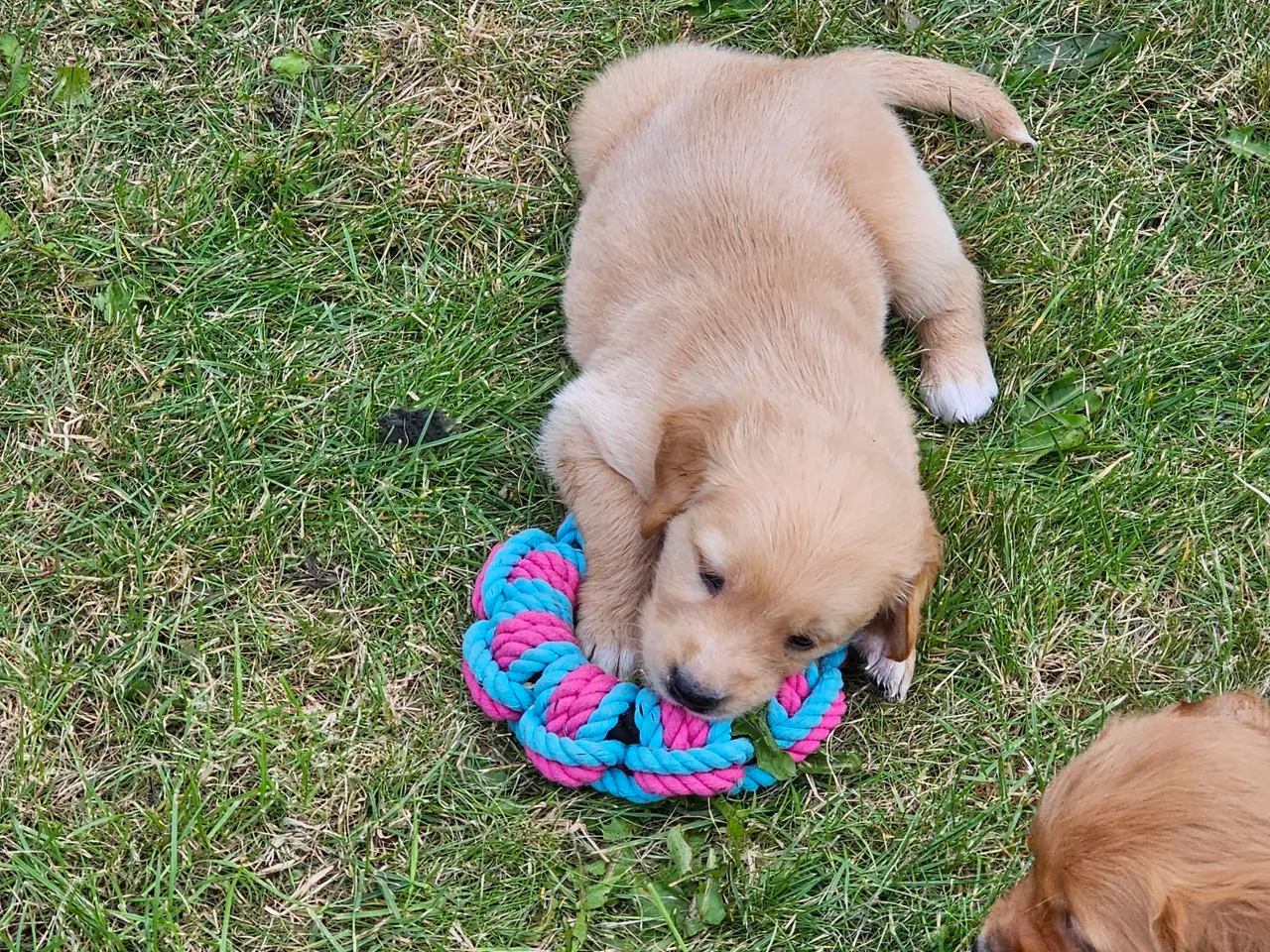 Billede 10 - Mørke Golden Retriever hvalpe