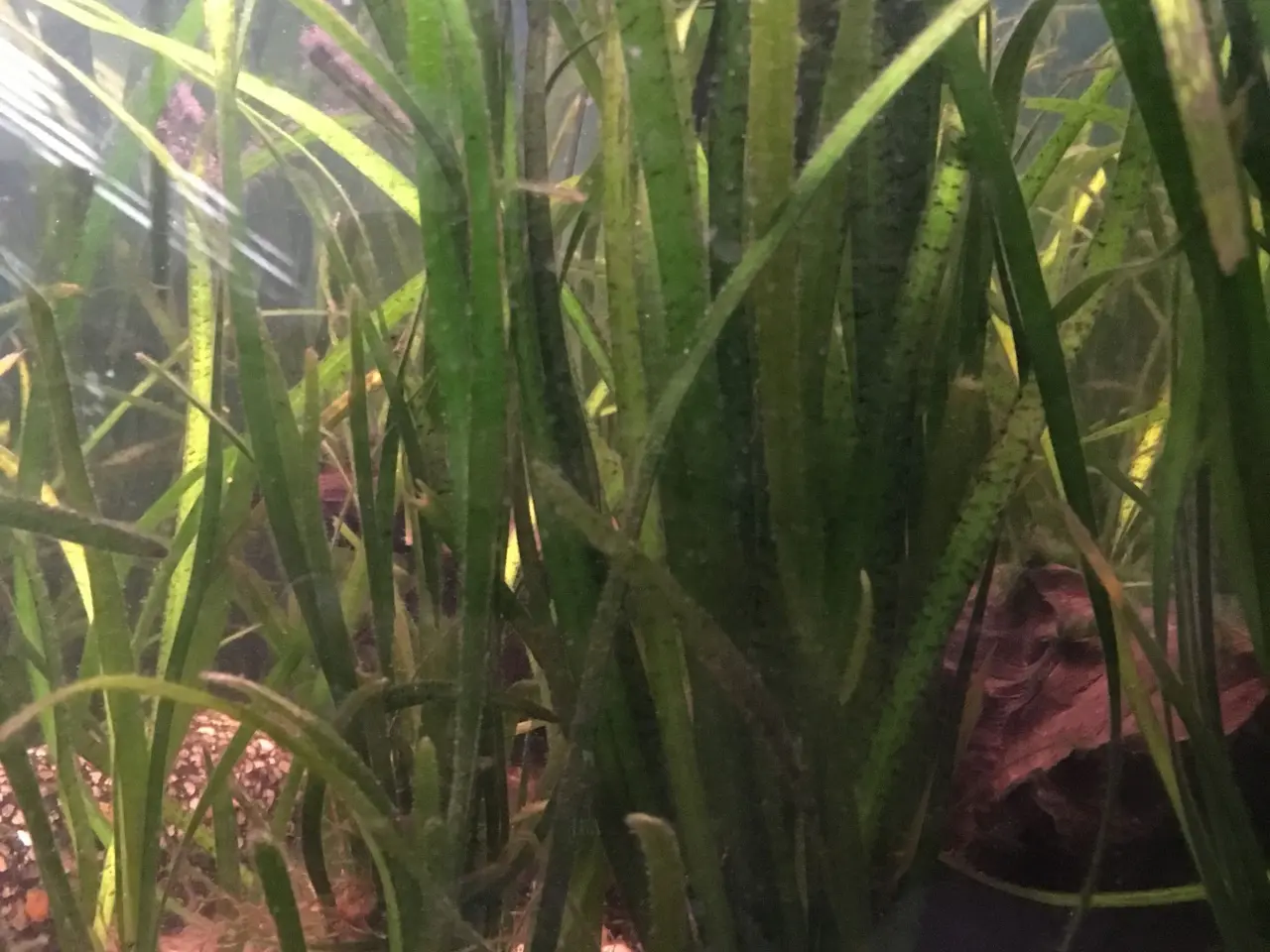Billede 1 - Vallisneria akvarieplanter.