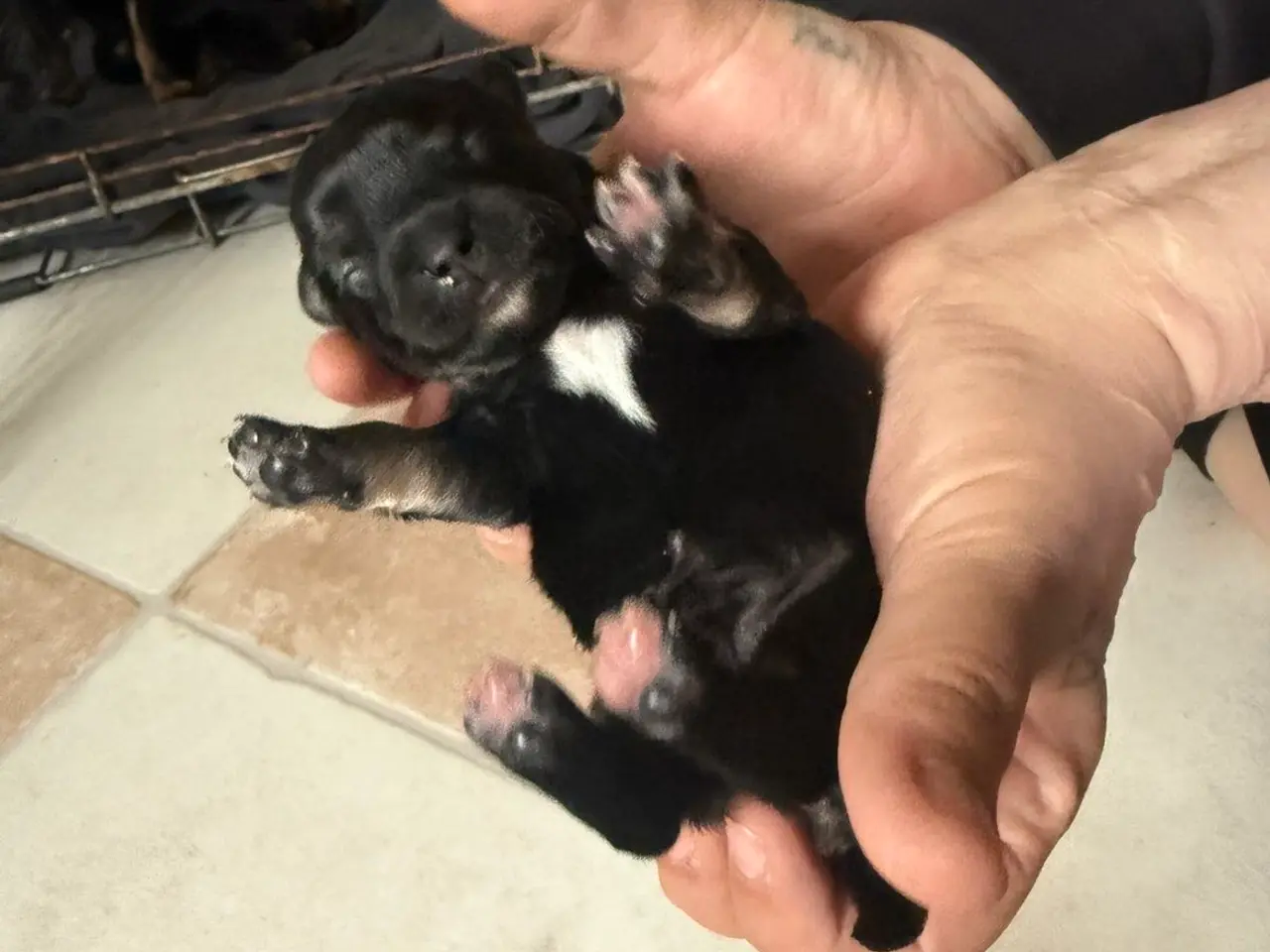 Billede 1 - Chihuahua tæve 