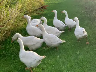 Gæslinger Sælges
