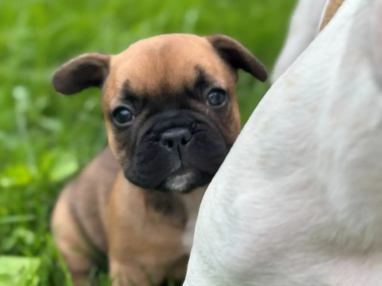Billede 5 - Fransk Bulldog-hvalp søger hjem