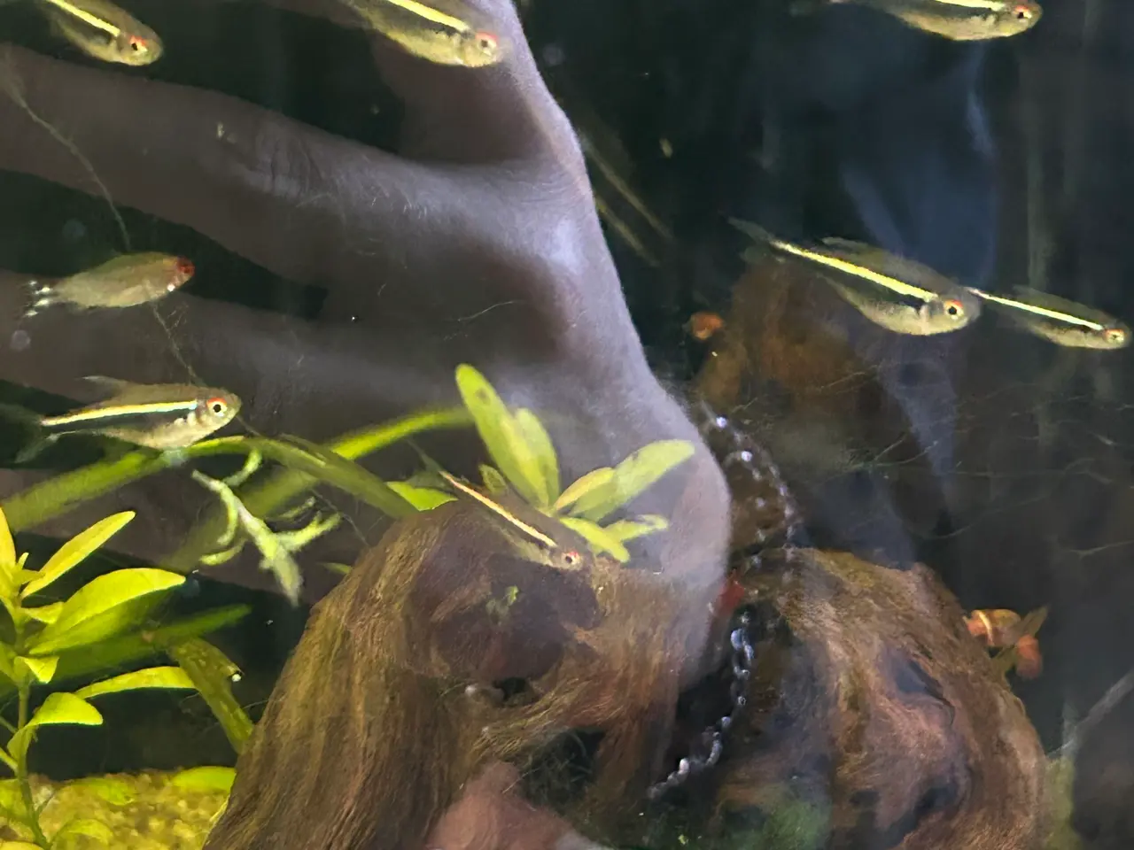 Billede 5 - 🐟🖤 Sorte neonfisk – flotte stimefisk