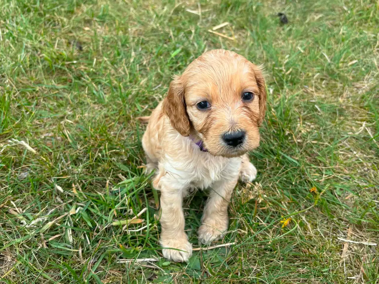 Billede 8 - Cockapoo/cockerpoo hvalpe fra stueopdræt ❤️