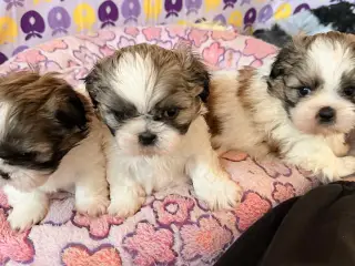 Shih tzu hvalpe 5 uger med stamtavle