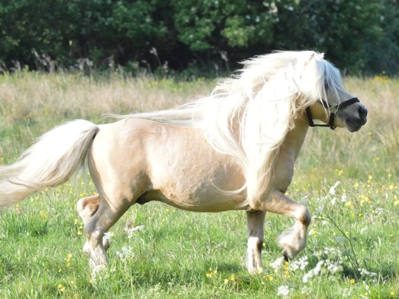 Billede 2 - Bedækning tilbydes