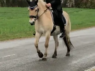 Gul charmebøf