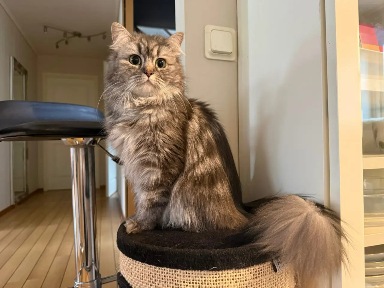 Billede 16 - Lækre 3/4 Ragdoll +1/4 perser killinger, katte