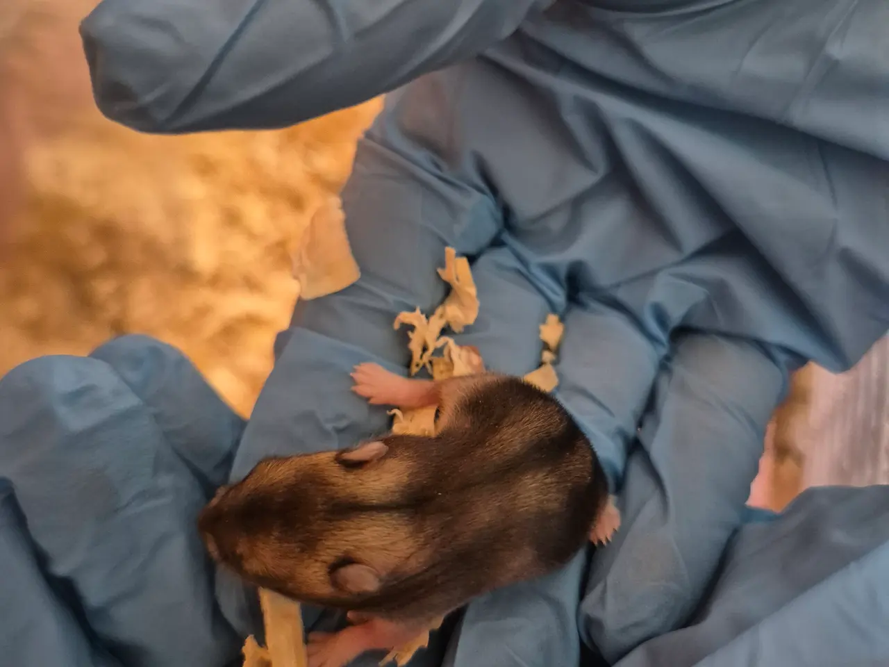 Billede 2 - Dværgehamster