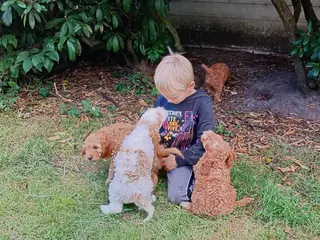Coackapoo hvalpe(50% cocker spaniel og 50% puddel)