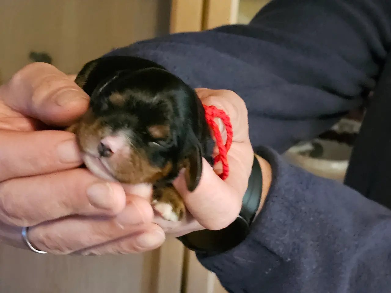 Billede 2 - Cavalier King Charels tæve hvalp sælges