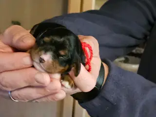Cavalier King Charels tæve hvalp sælges - 2