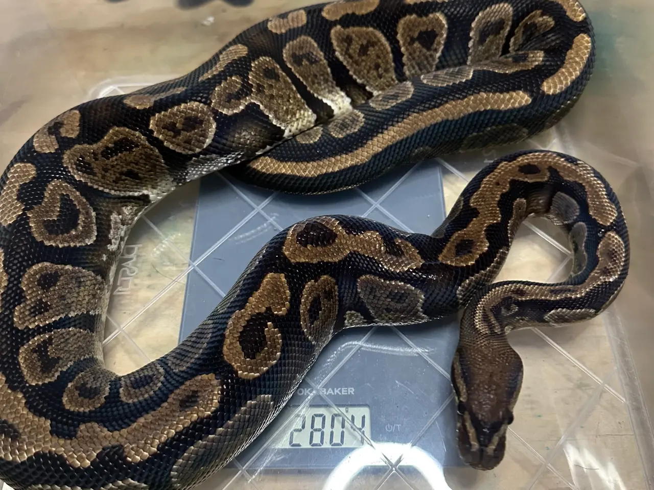 Billede 6 - Konge Python plug and play