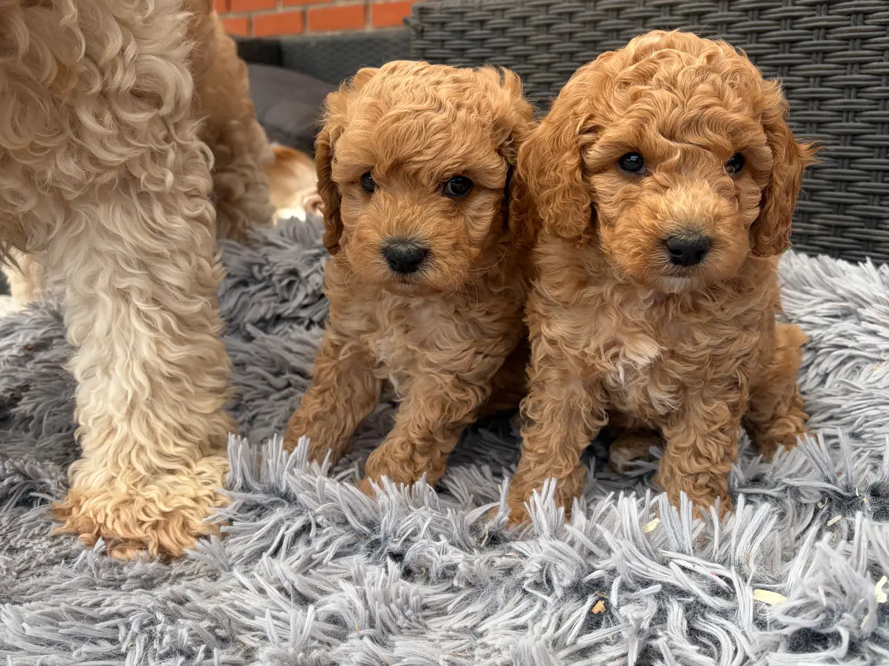 Billede 2 - 2 smukke Cavapoo drenge