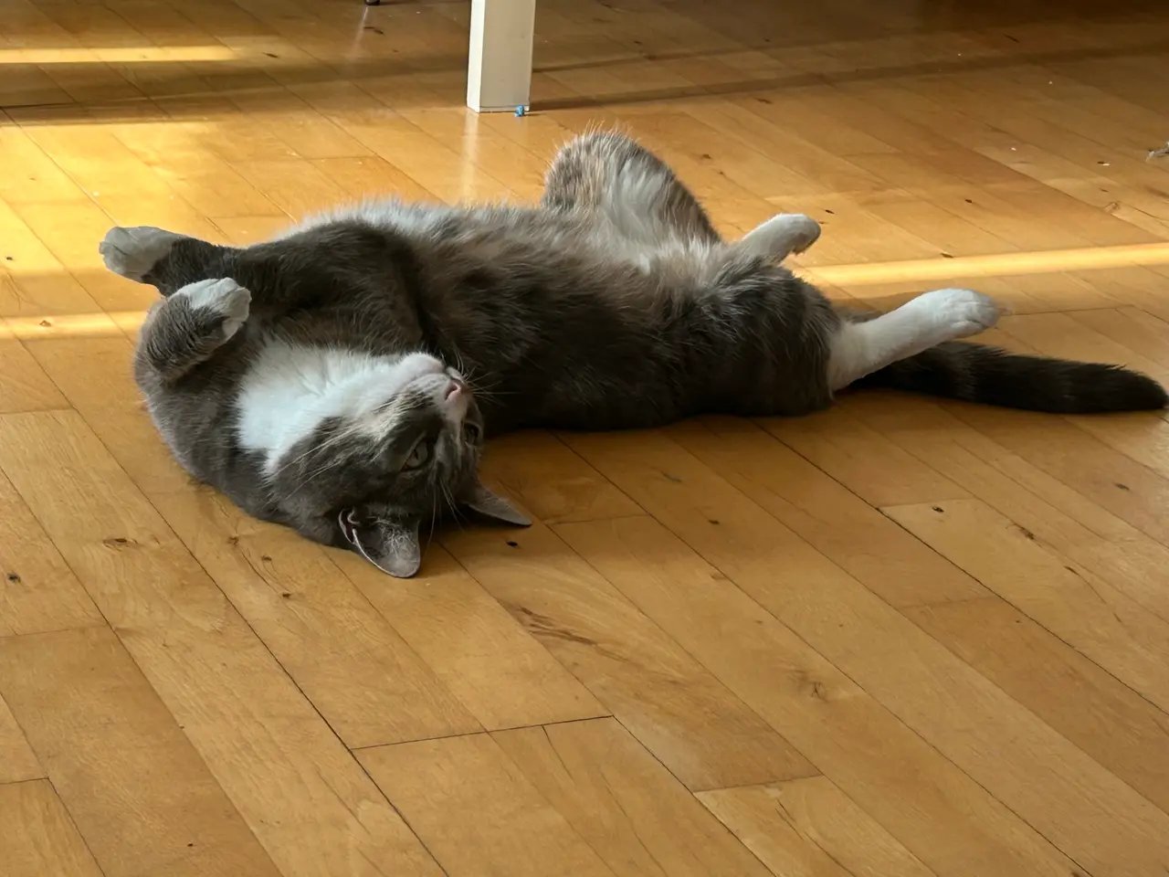 Billede 3 - Søde katte 
