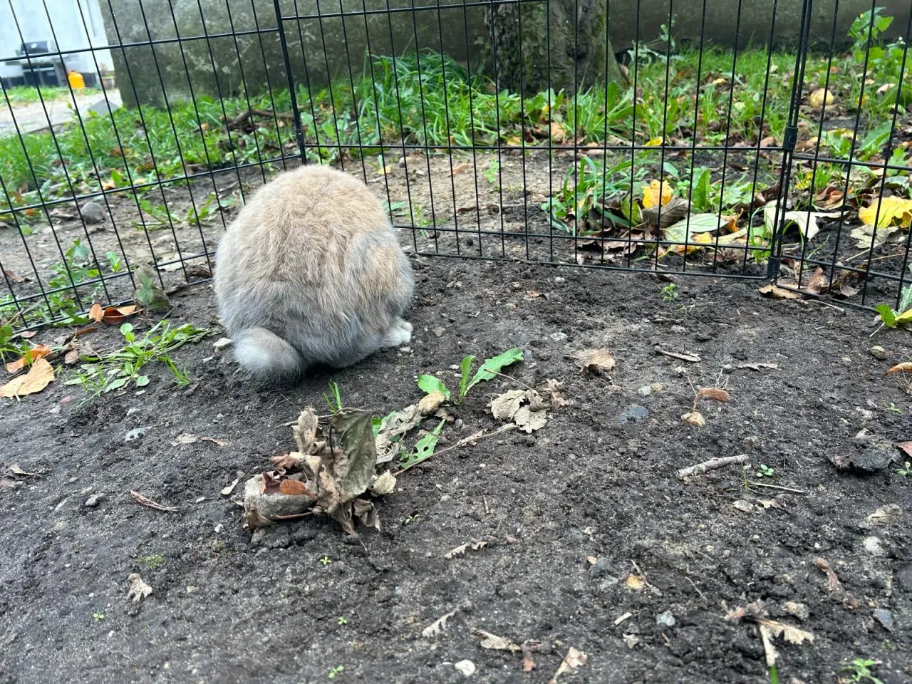Billede 3 - Bumle søger nyt hjem🐰